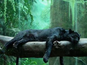 Фотография DarkS