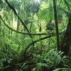 Фотография jungle
